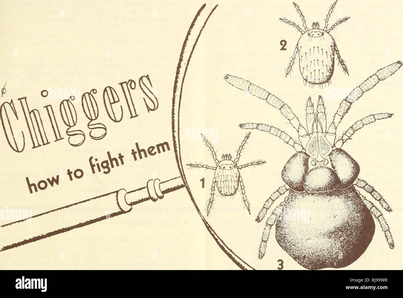 Chigger bites hires stock photography and images Alamy