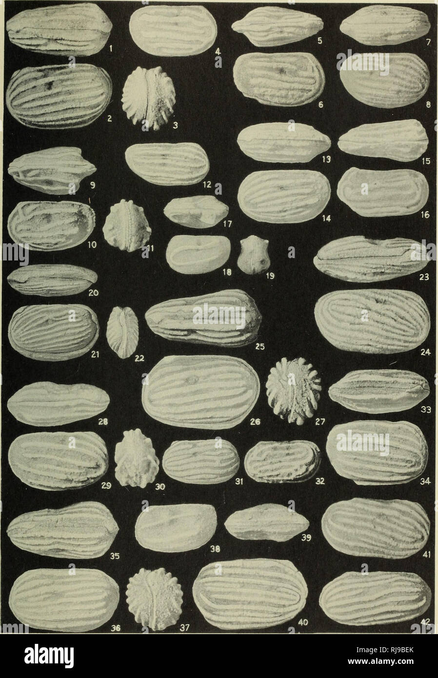 Chester ostracodes of Illinois. Ostracoda, Fossil; Paleontology;  Paleontology. Illinois State Geological Survey Rept. Inv. 77, Plate 7.  Please note that these images are extracted from scanned page images that  may have
