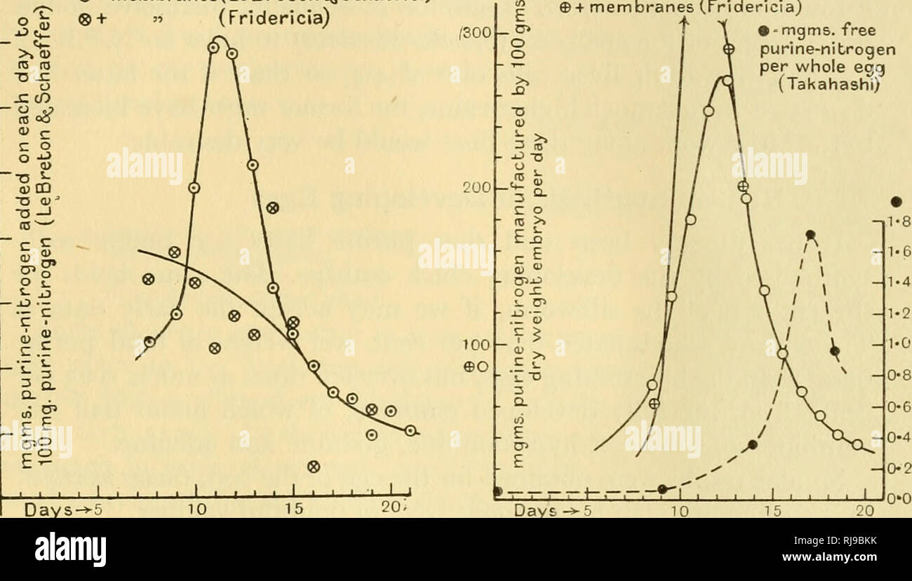 . Chemical embryology. Embryology. SECT. lo] THE NITROGENOUS EXTRACTIVES 1155 these in terms of 100 mgm. of purine nitrogen, and obtained the curve shown in Fig. 352. Fridericia's data were also treated in this way, but with quite different results, for, whereas the figures of LeBreton &amp; Schaeffer give a markedly peaked curve at 12 days of development, those of Fridericia give an amorphous assemblage of points. LeBreton &amp; Schaeffer pointed out that his figures included the purines of the membranes, and concluded that when their masking effect was removed by omitting them from the estim Stock Photo