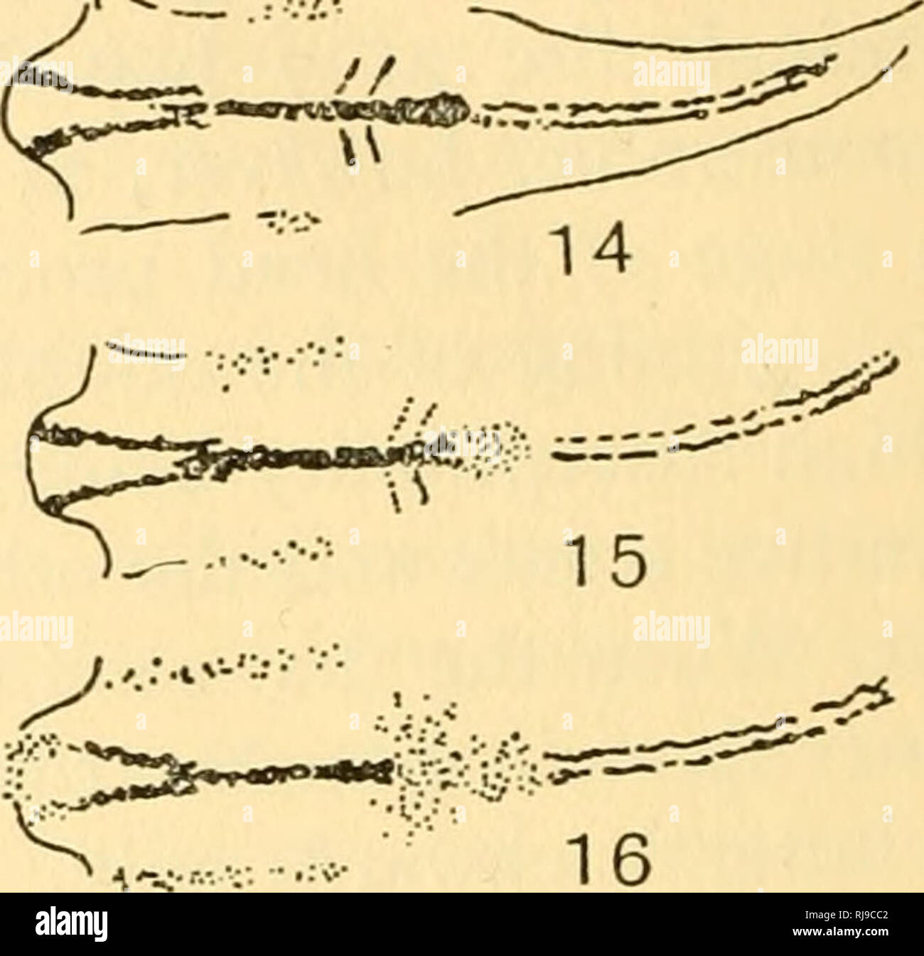 Chemical Embryology Embryology Ia Lt Tw F A A A A A A F 17 V 18 26 C 27 P R No Phvsioloeical Grad Ents In The Chick Embryo Hyman Tig I02 Rnysioiogic I Gi I Quot A F Lt Rq Ll Rv N