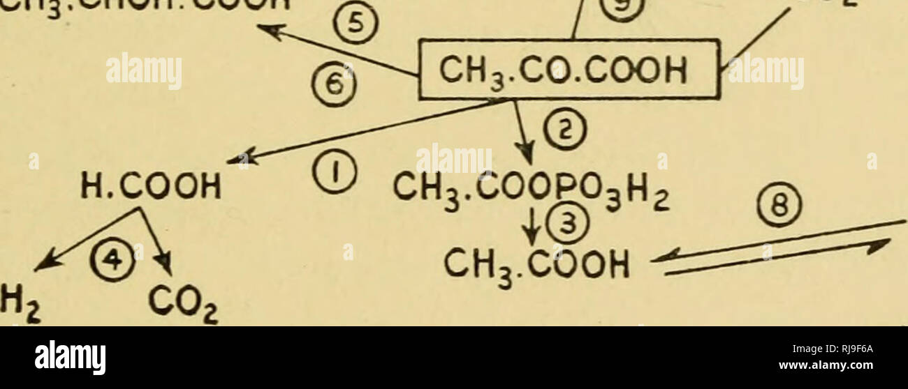 The Chemical Activities Of Bacteria Bacteria Propionic Acid Formation 139 Described For Esch Coli Werkman And His Colleagues Have Shown That If Co2 Containing C Is Used Then The Heavy Carbon