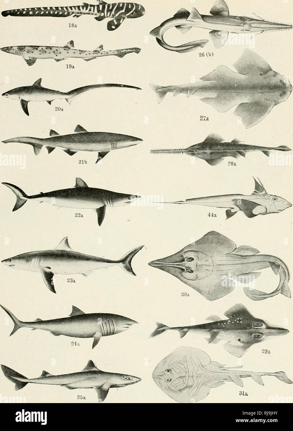 Check list of the fishes and fish-like animals of New South Wales. Fishes  -- Australia New South Wales. Australian Zoiiloijist, Vol. ii. Plato ii..  T. C. ROUGHLEY, Photo.. Please note that