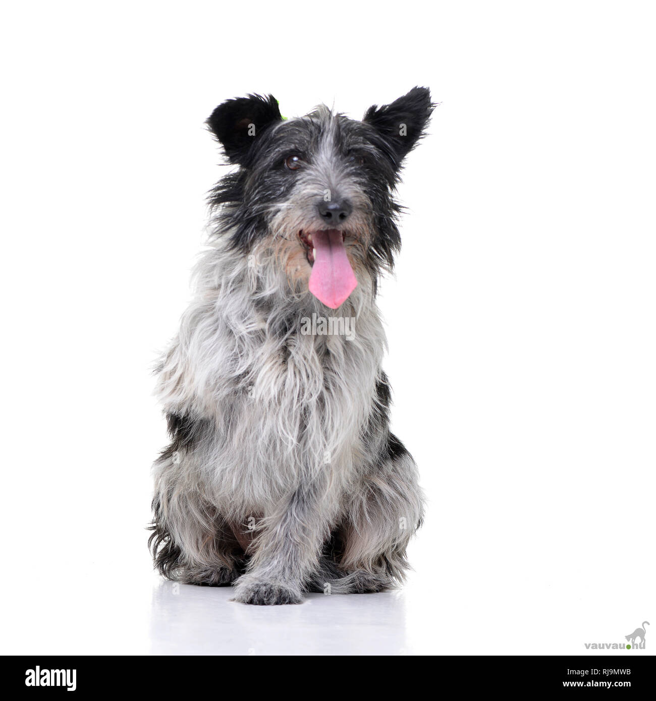 Studio shot of an adorable mixed breed dog sitting on white background ...
