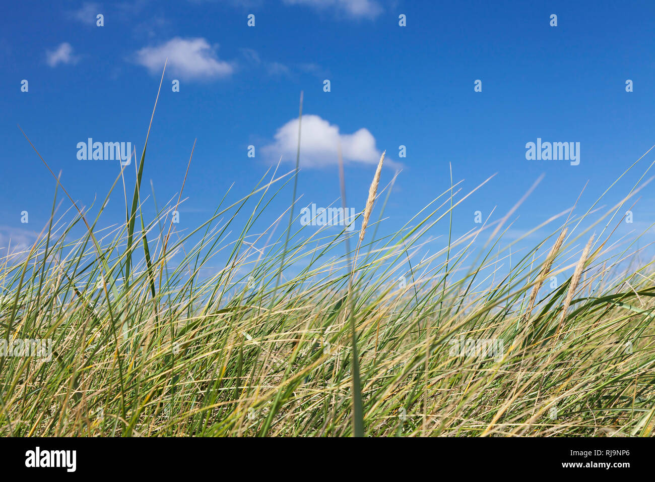 Strandhafer vor blauem Himmel, Sylt, Nordfriesland, Schleswig Holstein, Deutschland Stock Photo