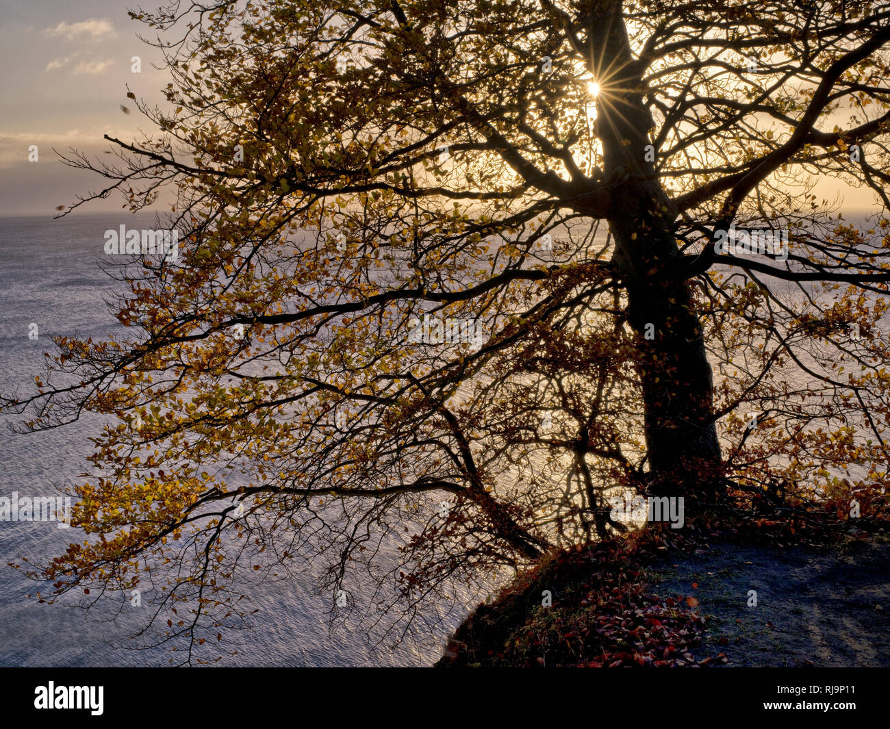 Europa, Deutschland, Mecklenburg-Vorpommern, Insel Rügen, Nationalpark Jasmund, UNESCO-Weltnaturerbe Europäische Buchenwälder, herbstbunte Rotbuche an Stock Photo