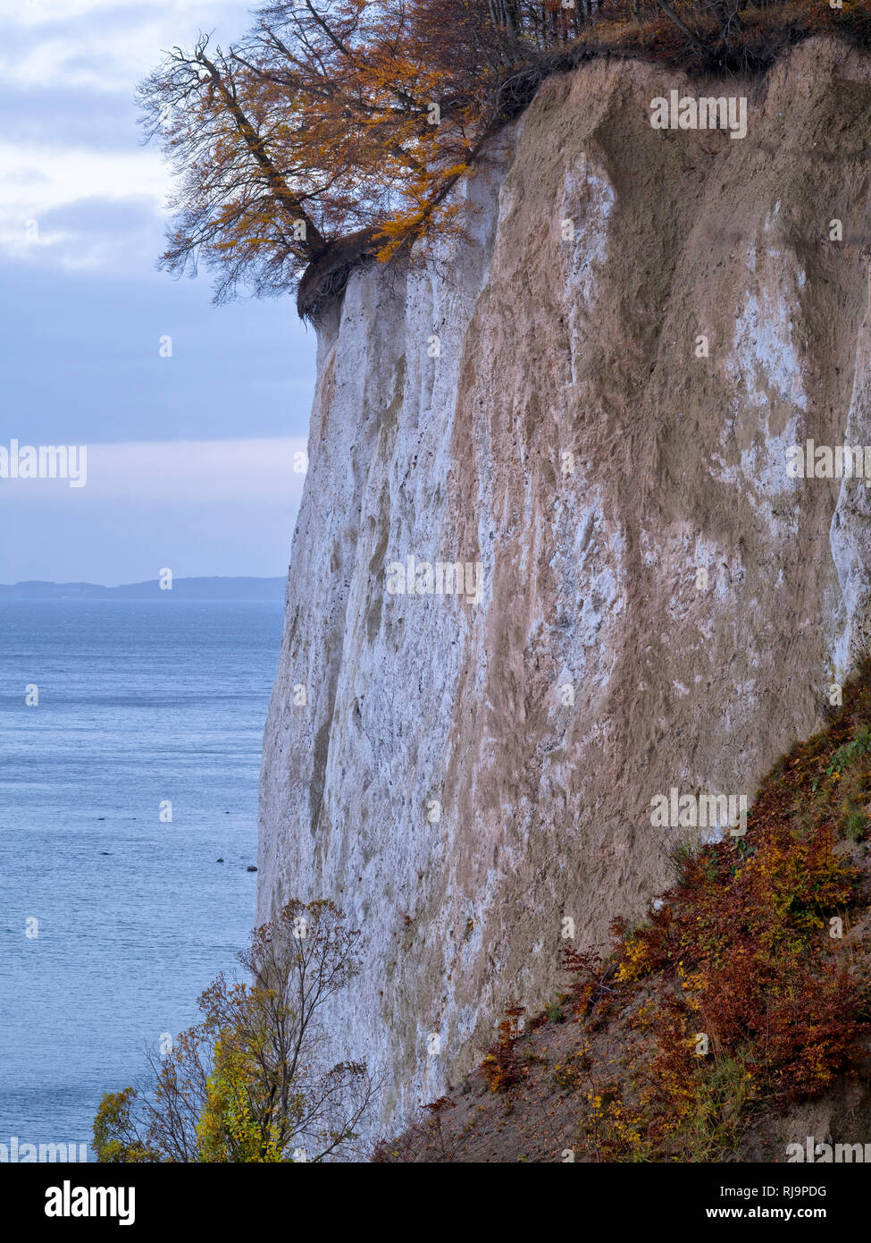 Europa, Deutschland, Mecklenburg-Vorpommern, Insel Rügen, Nationalpark Jasmund, UNESCO-Weltnaturerbe Europäische Buchenwälder, abkippende Rotbuche an  Stock Photo