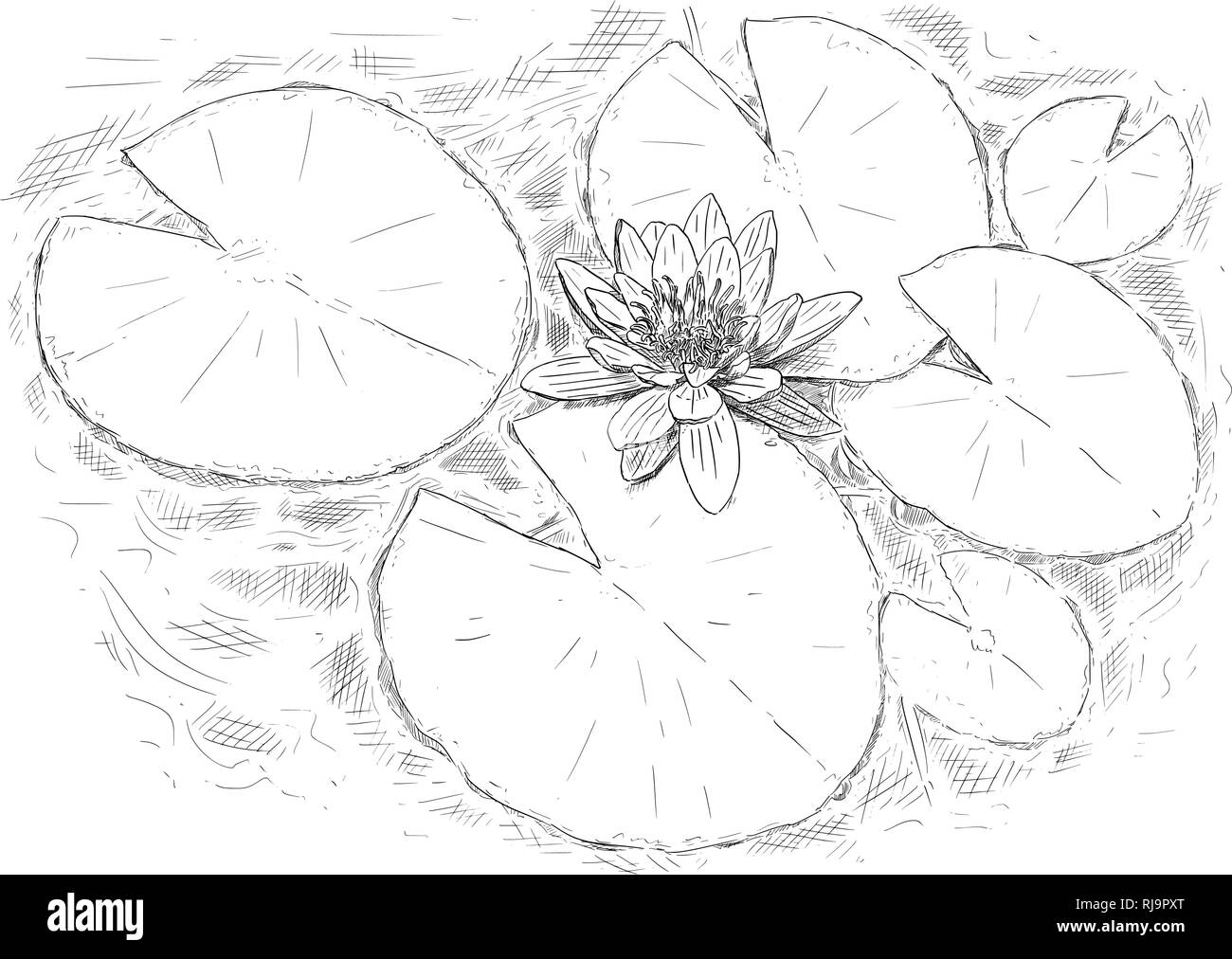 Drawing of nymphaea Plant Flower and Leaves on Water Stock Vector