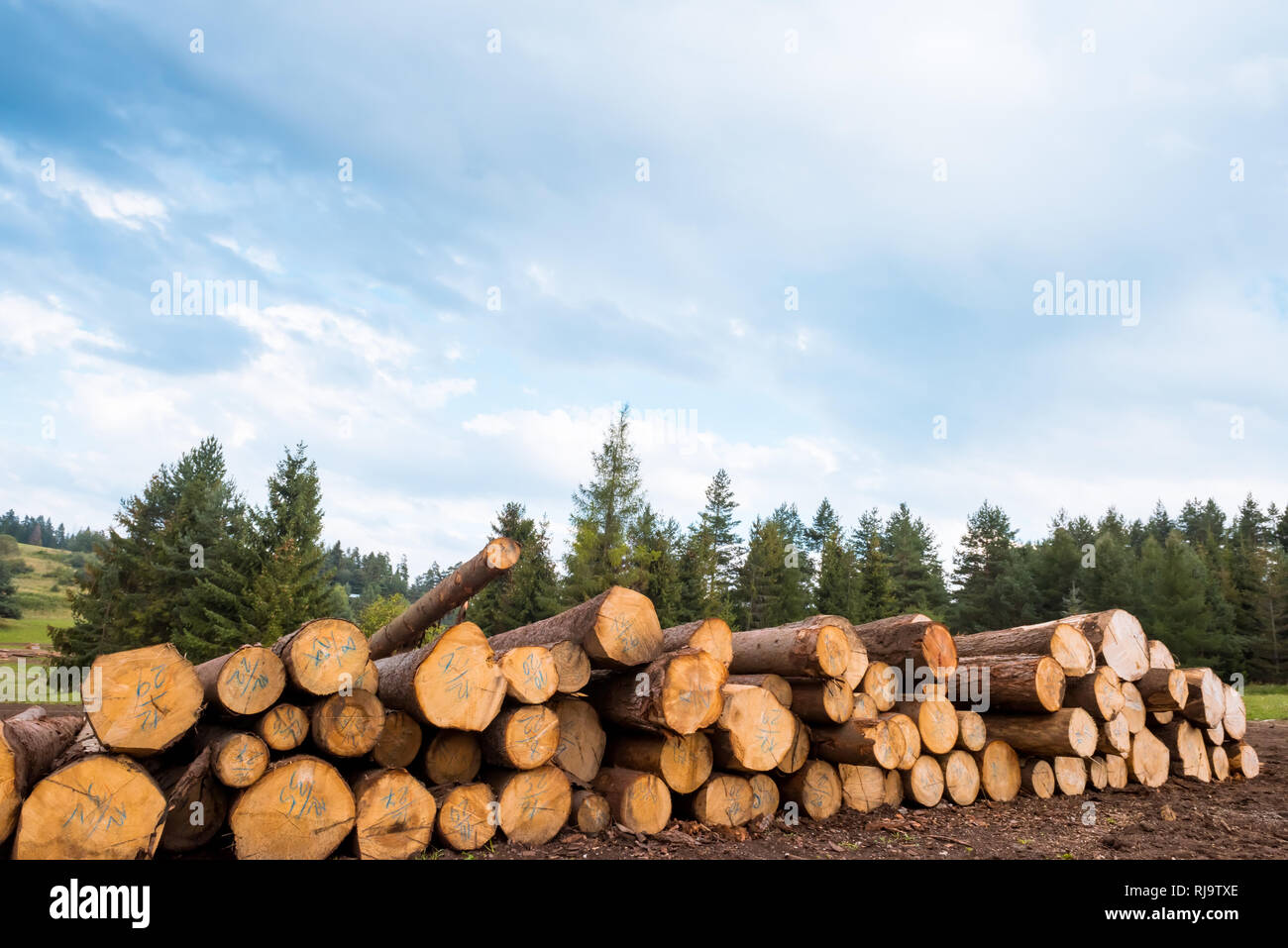 Log stacks along the forest road, Tatry, Poland, Europe Stock Photo
