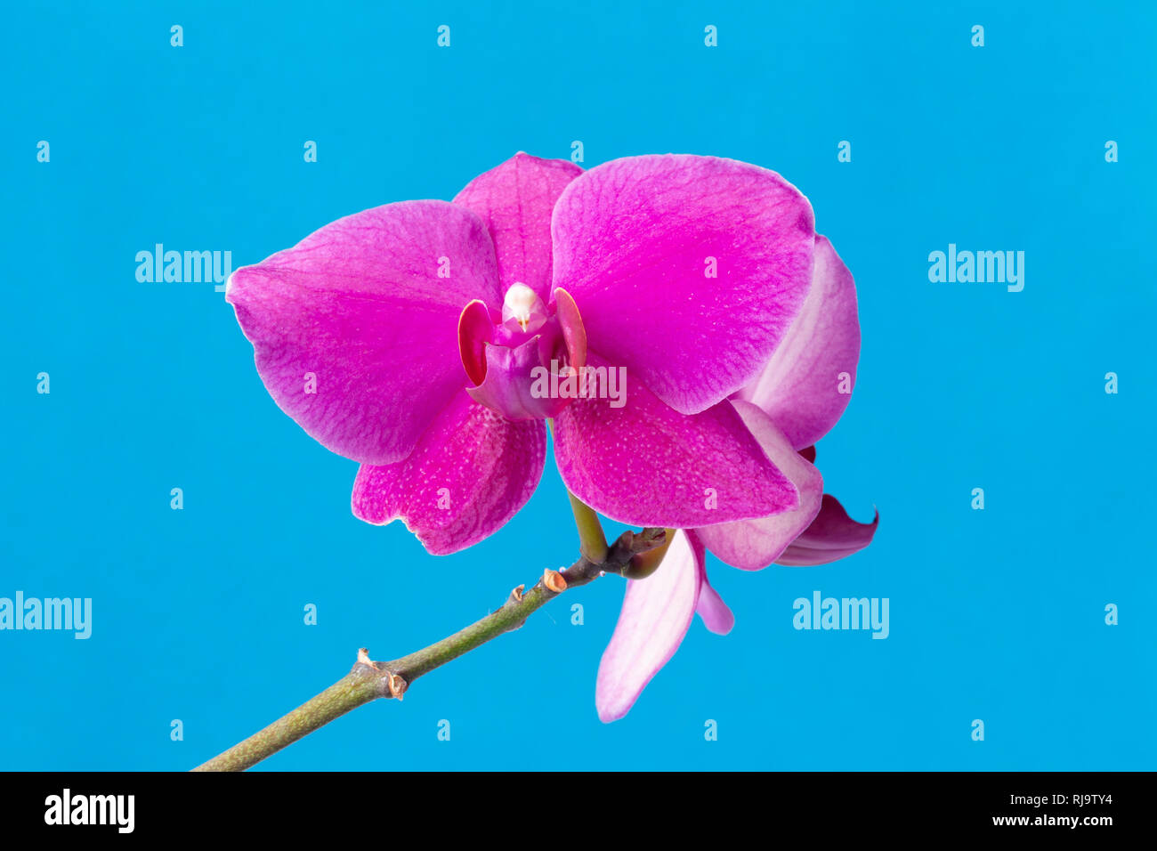 A bunch of violet color orchid flowers s on a blue background. Stock Photo