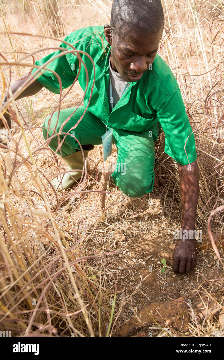 Bissiga Village, Yako, Burkina Faso, 29th November 2016; Forest Guard, with tree seedlings he has planted beside a row of anti-soil erosion bricks on his field. Stock Photo