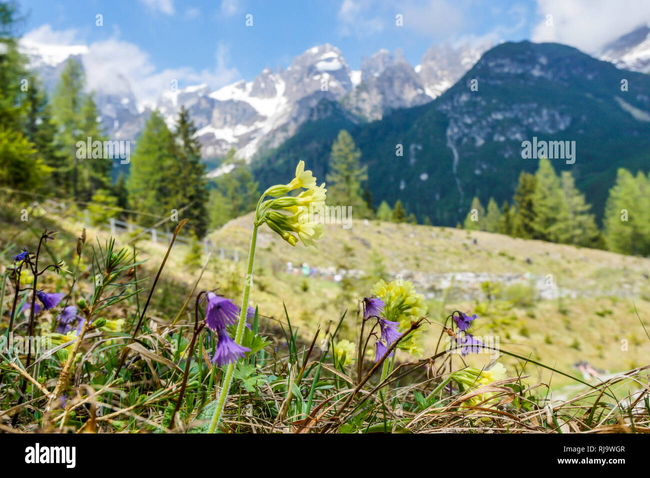 Österreich, Tirol, Stubaier Alpen, Neustift, Blumen im Wandergebiet der Schlick 2000 am Fuße der Kalkkögel Stock Photo