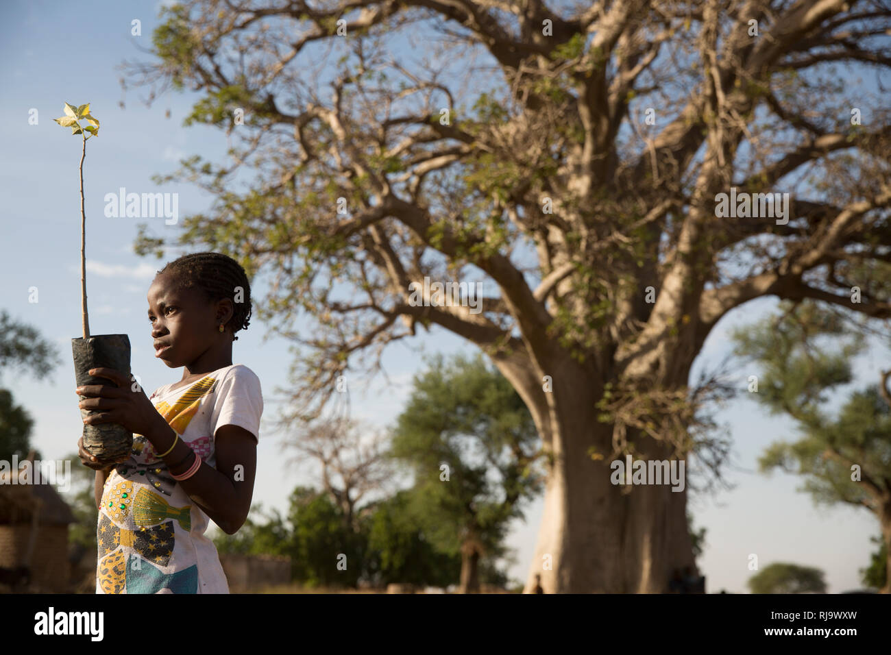 Baribsi village, Yako, Burkina Faso, 30th November 2016; Yvette Sama, 12, with a boabab sapling in front of the village baobab tree. Stock Photo
