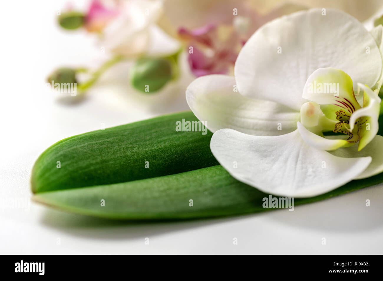 white orchid flower on the green leaf Stock Photo