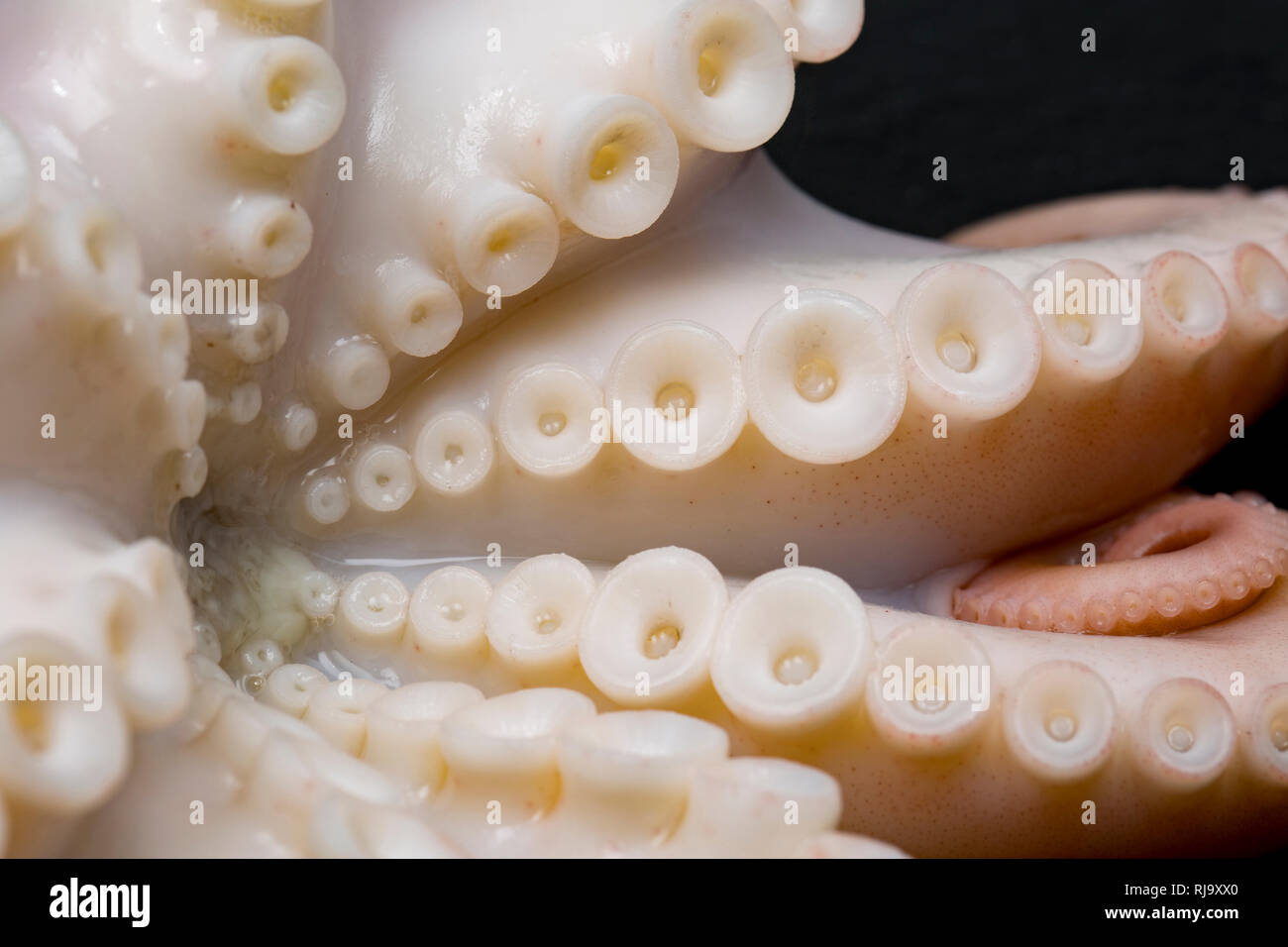 The suckers and tentacles of a cooked lesser, or curled octopus, Eledone cirrhosa, that has been caught commercially in UK waters and bought from a su Stock Photo