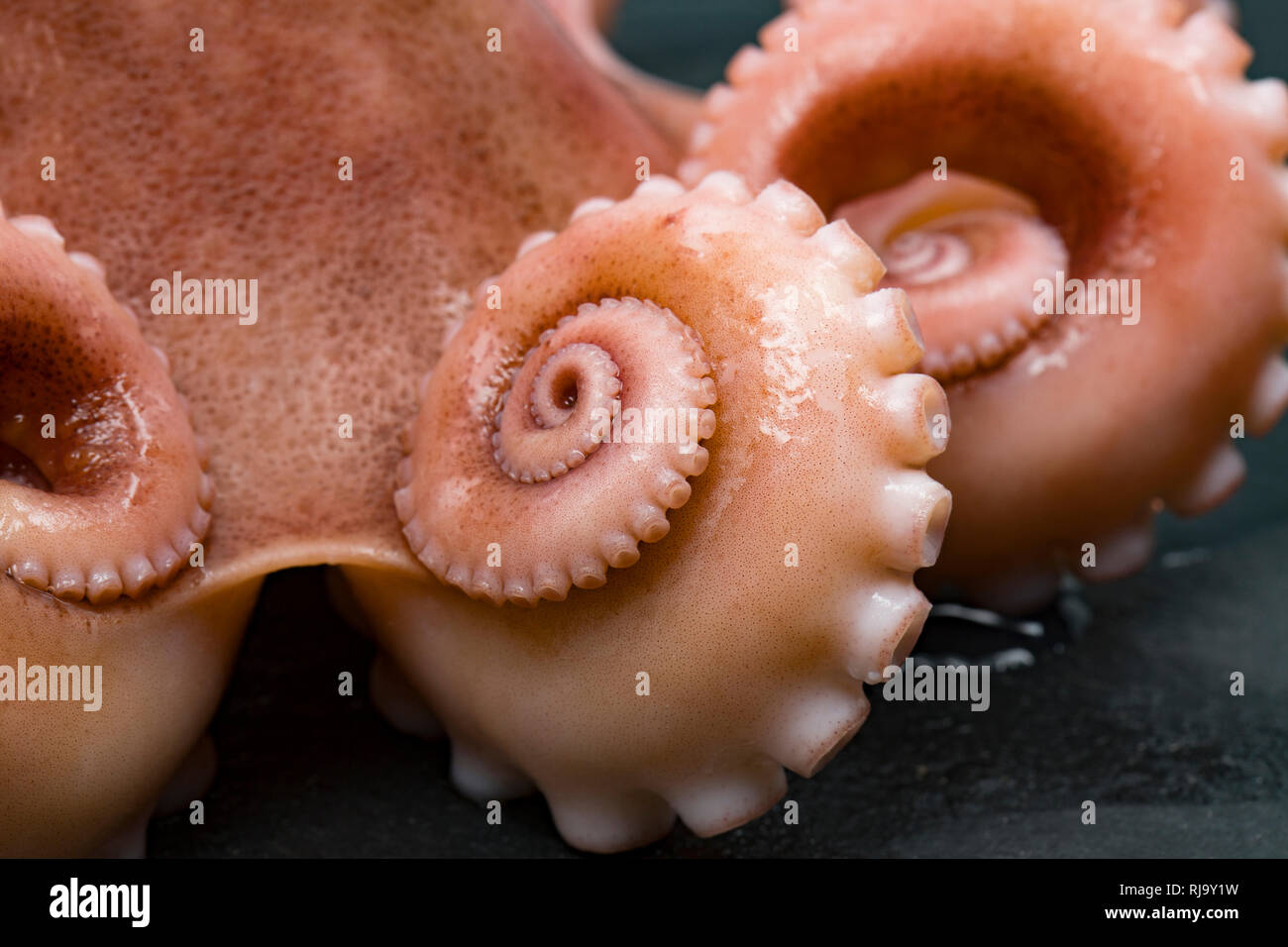 The tentacles of a cooked lesser, or curled octopus, Eledone cirrhosa, that has been caught commercially in UK waters and bought from a supermarket. I Stock Photo