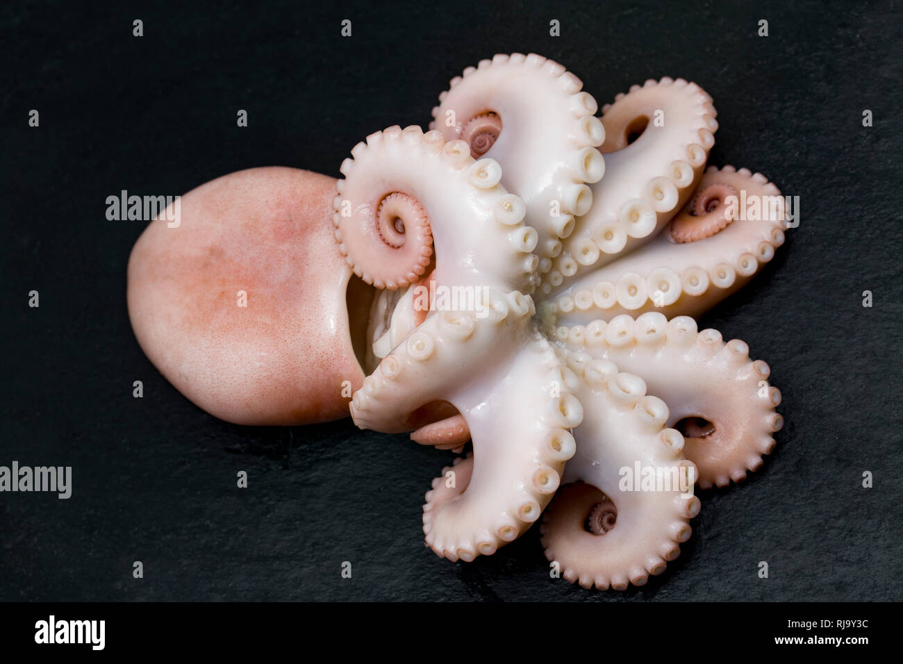 A cooked lesser, or curled octopus, Eledone cirrhosa, that has been caught commercially in UK waters and bought from a supermarket. It is pictured boi Stock Photo