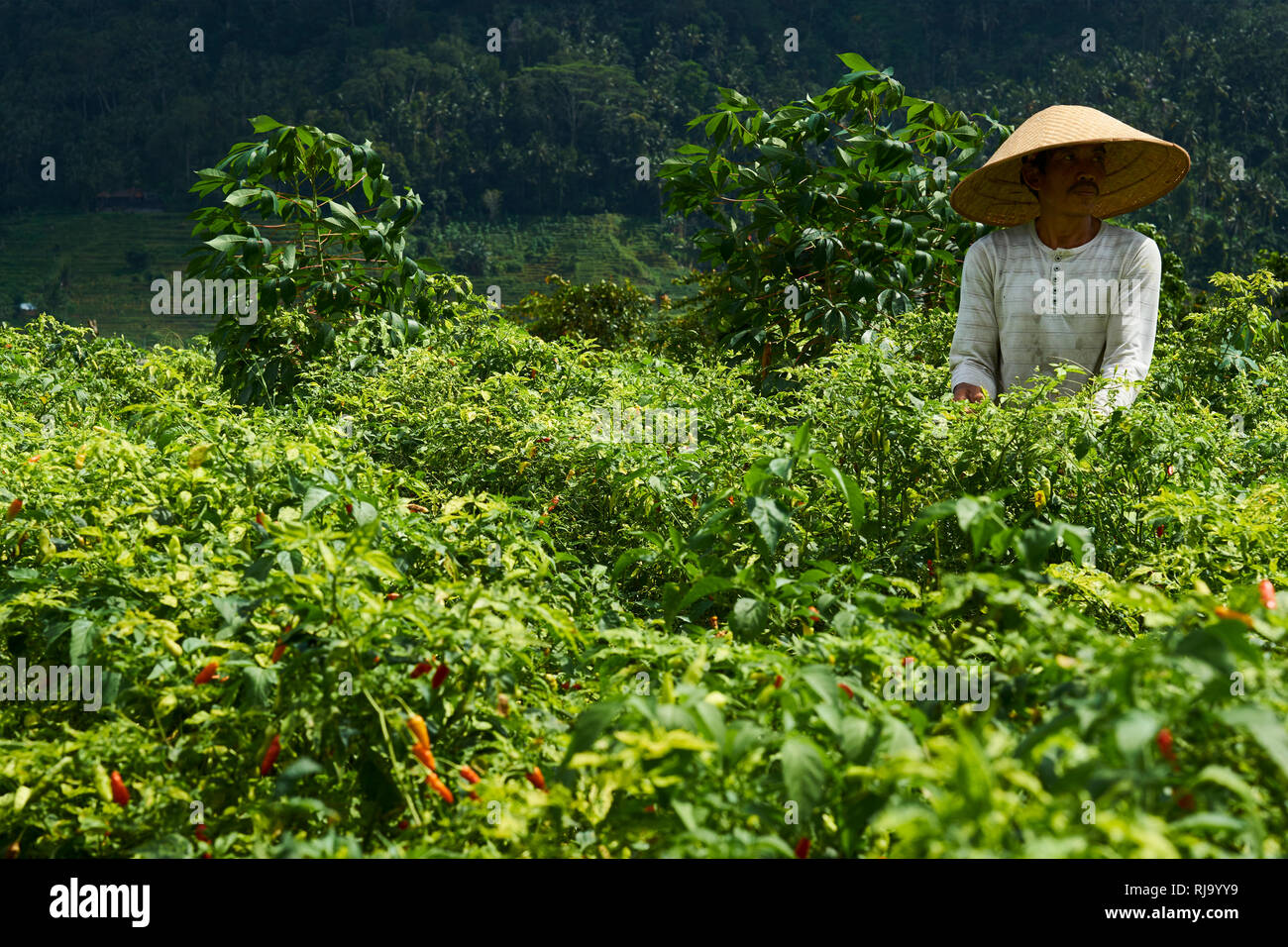 Worker picking chillies from crop in Bali, Indonesia Stock Photo