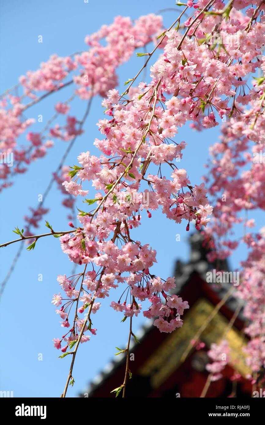 Tokyo, Japan - cherry blossoms of weeping pink cherry (sakura) at famous  Ueno park. Temple in background Stock Photo - Alamy