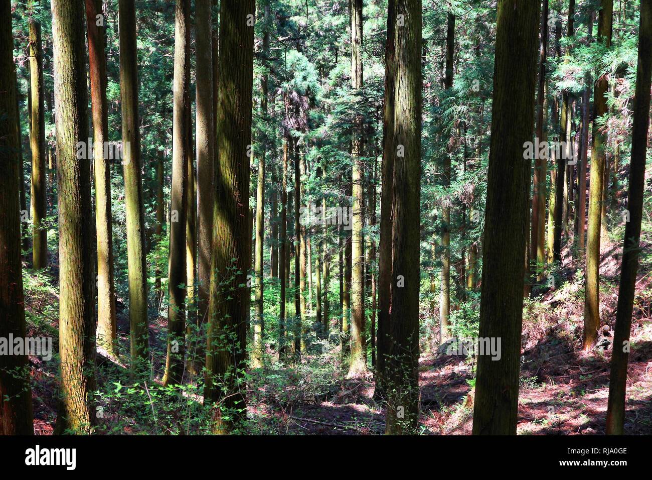Japanese cedar forest in Yoshino-Kumano National Park. Kosugi trees in Mount Yoshino (Cryptomeria japonica). Stock Photo
