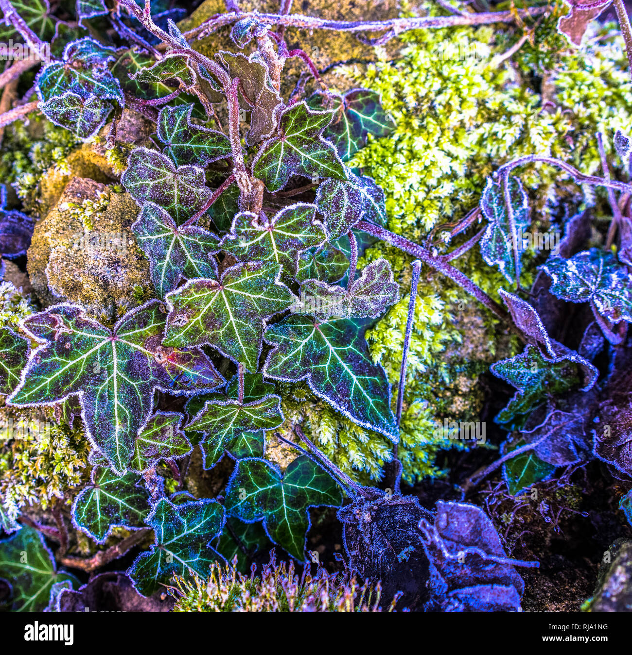 Close up of frosted ivy on a wall with leaves out lined by ice crystals