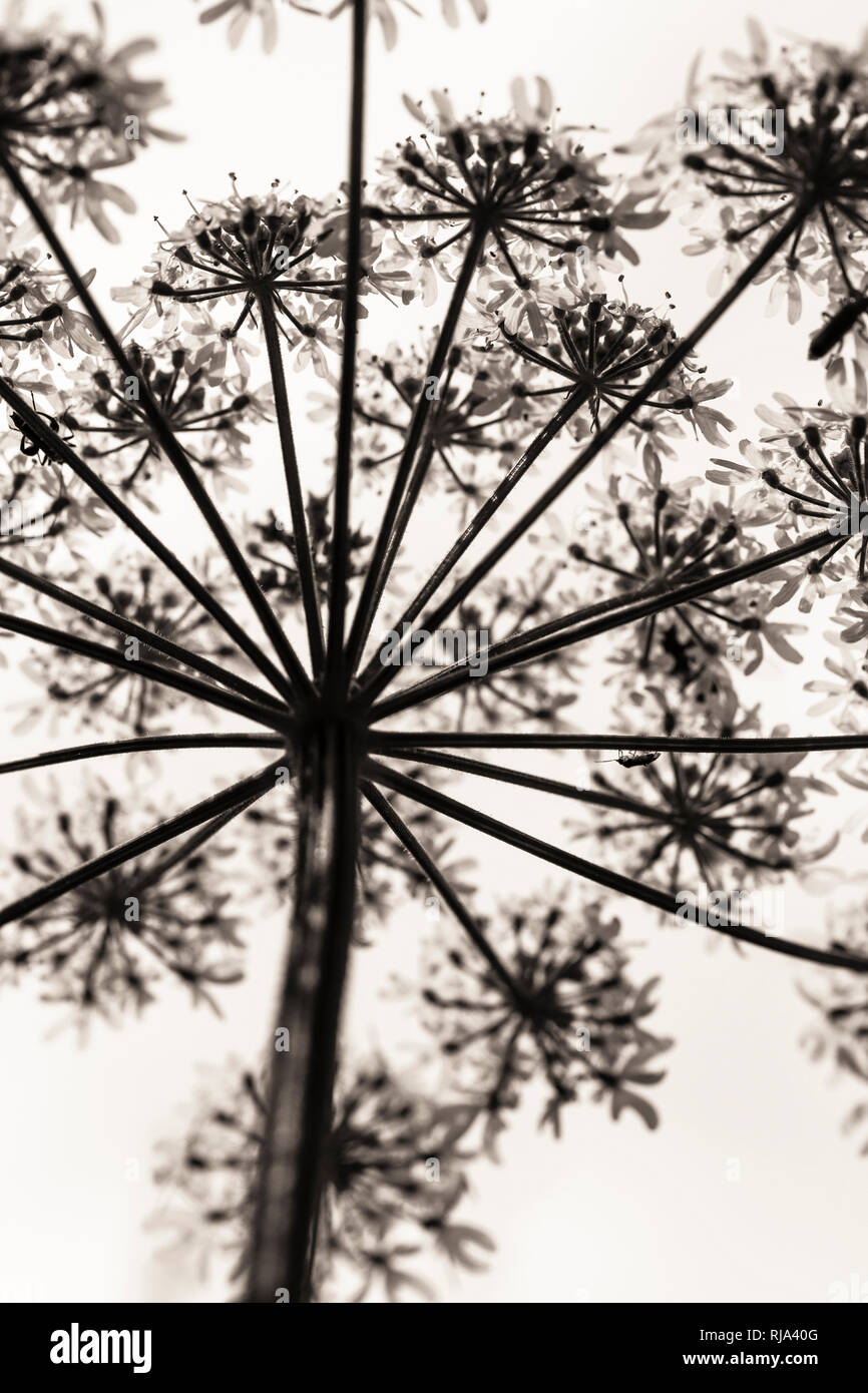 Inflorescence of a hogweed, Heracleum sphondylium, Apiaceae, umbelliferae, Stock Photo