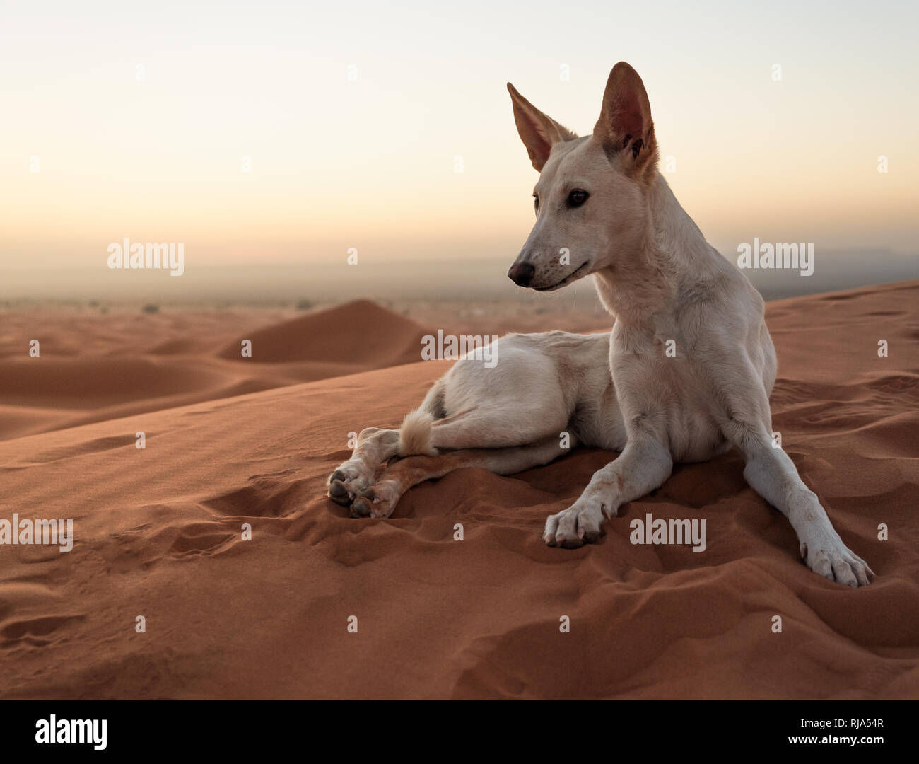 Stray dog enjoying the sunrise in Erg-Chebbi desert. Sahara. Near Merzouga, Morocco, Northern Africa Stock Photo