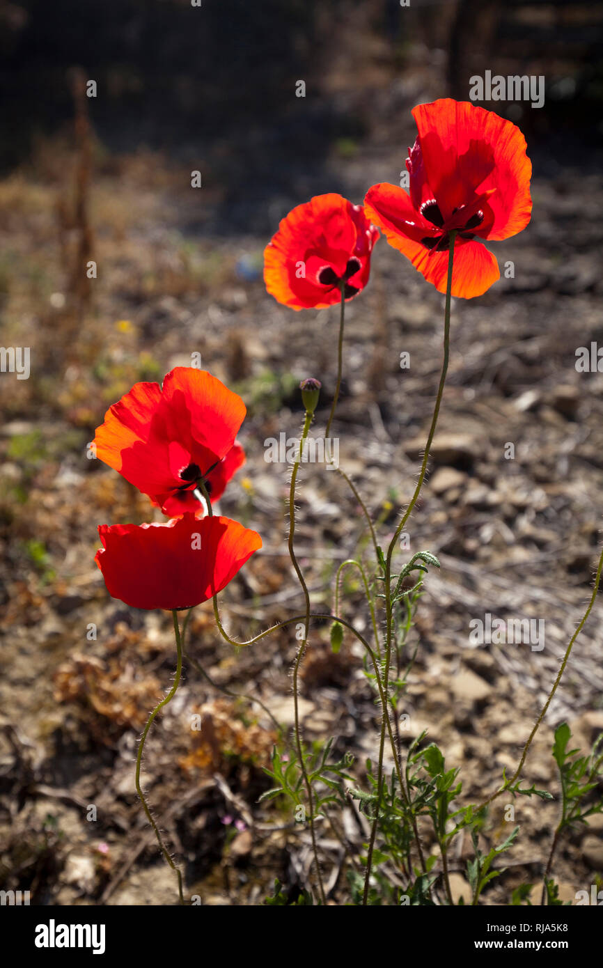 blooming corn poppy in greece Stock Photo