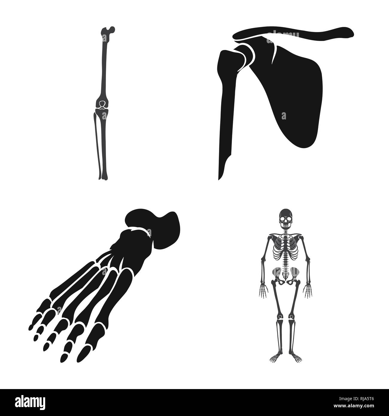 knee,femur,foot,musculoskeletal,joint,pelvis,ankle,scientific,meniscus ...