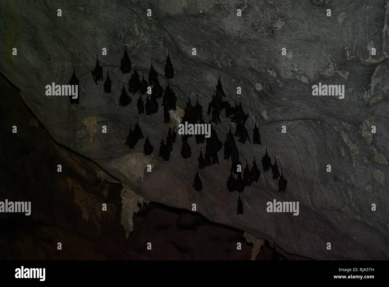 Bats are hanging on the ceiling in a cave. Bats are hanging on the