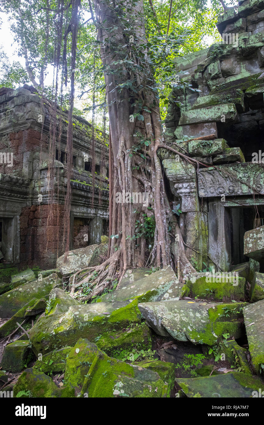 Siem Reap, Angkor, Tempel Tha Prom, ein Tempel im Urwald, überwuchert von der Natur Stock Photo