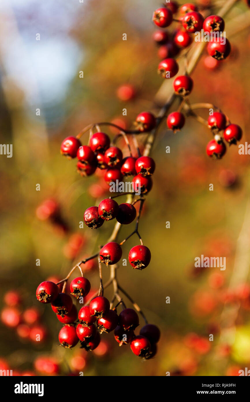 Red choke berries hanging from branch Stock Photo - Alamy