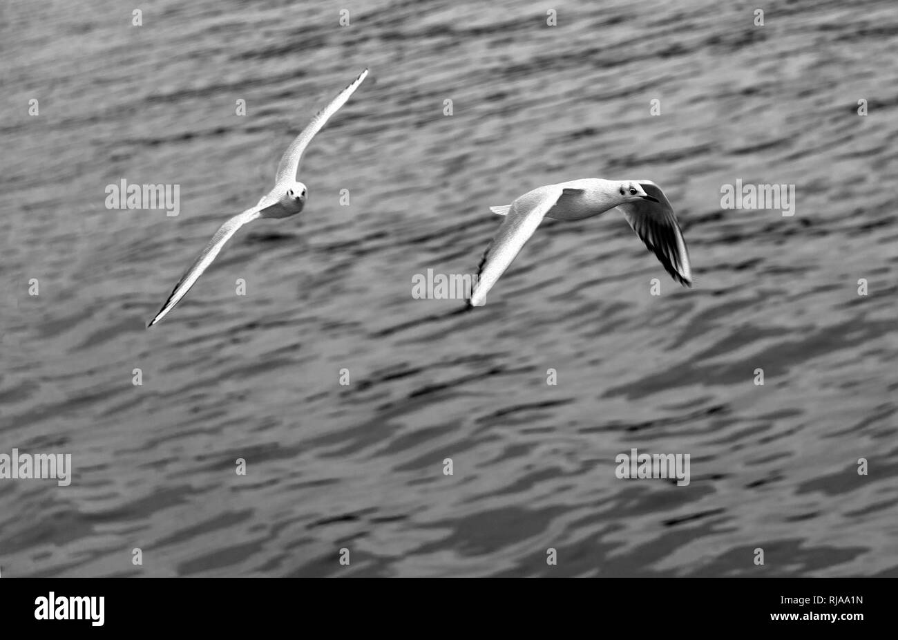 seagulls flying in the sea Stock Photo