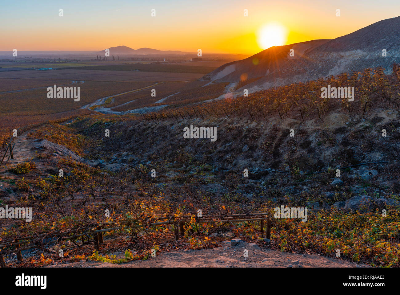The vineyards of a winery on the hills of the Andes mountain range at sunset located in the desert of Ica near the city of Nazca, Peru. Stock Photo