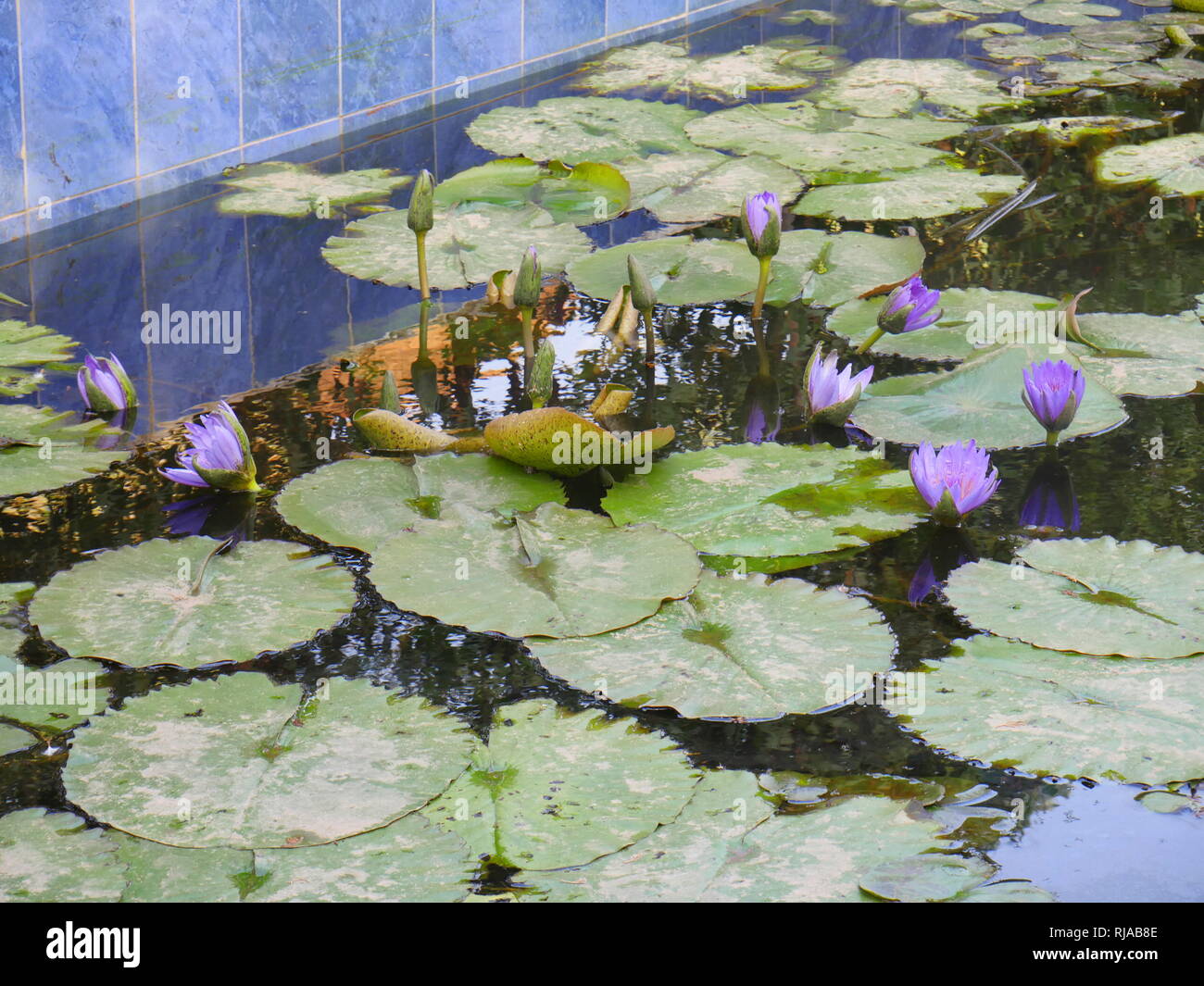 Egyptian blue lotus hi-res stock photography and images - Alamy