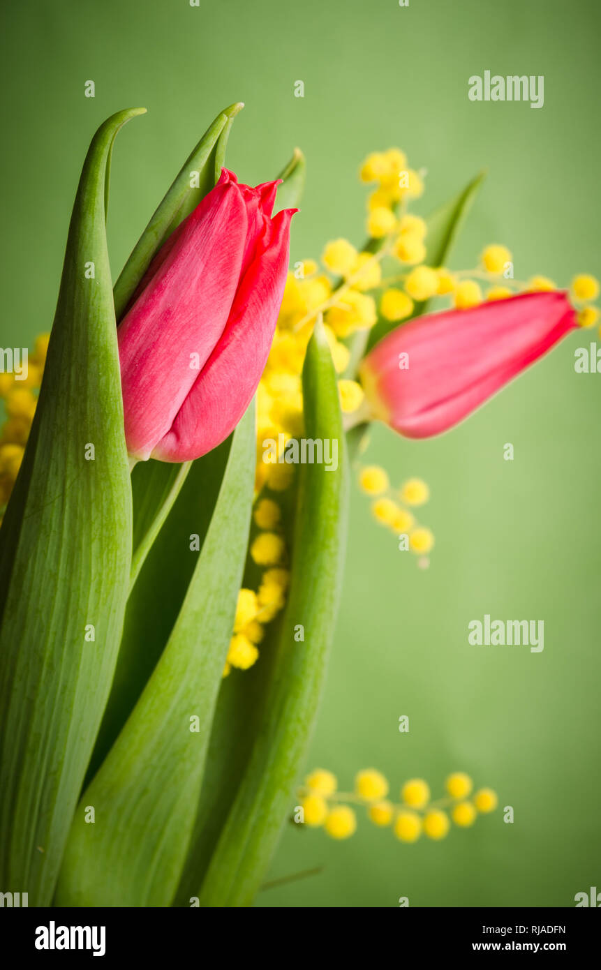 Spring bouquet with red tulip and mimosa Stock Photo