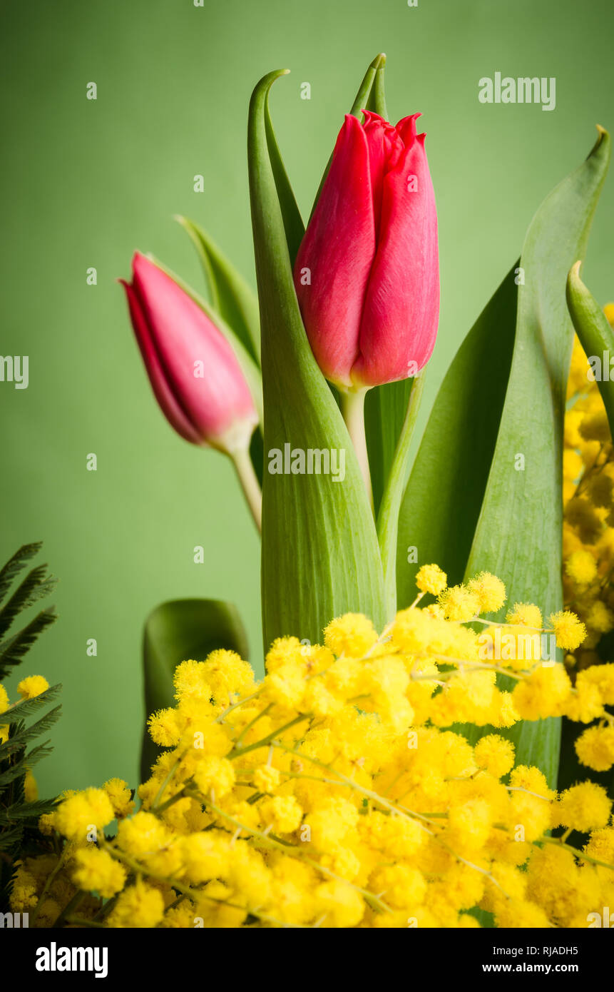 Spring bouquet with tulip and mimosa Stock Photo