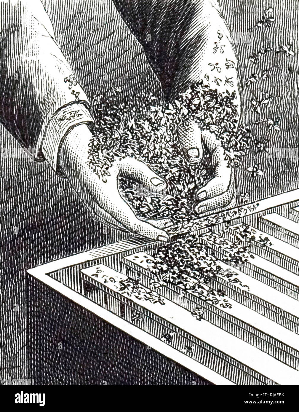 An engraving depicting the hiving of a swarm of bees. Dated 19th century Stock Photo