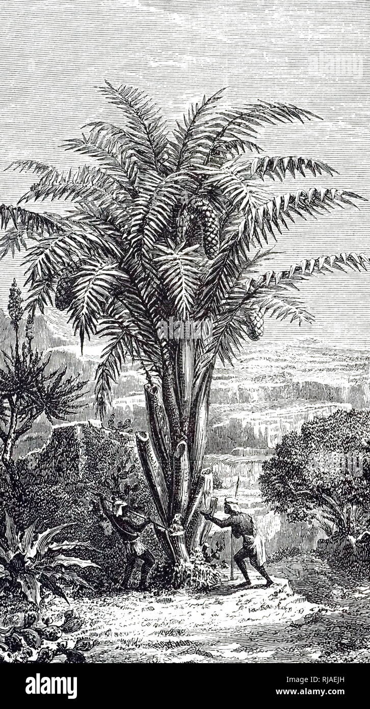 An engraving depicting a Cycas revoluta (sago palm) a species of gymnosperm in the family Cycadaceae, native to southern Japan including the Ryukyu Islands. Dated 19th century Stock Photo