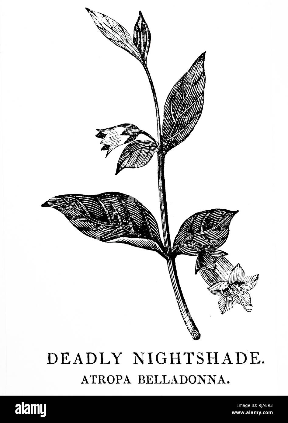 A woodblock engraving depicting a sprig of Belladonna, a perennial herbaceous plant in the nightshade family Solanaceae, which includes tomatoes, potatoes, and aubergine. Woodcut by Thomas Bewick (1753-1828) an English engraver and natural history author. Dated 18th century Stock Photo