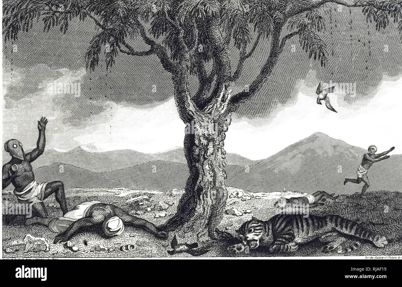 Upas tree antiaris toxicaria hi-res stock photography and images - Alamy