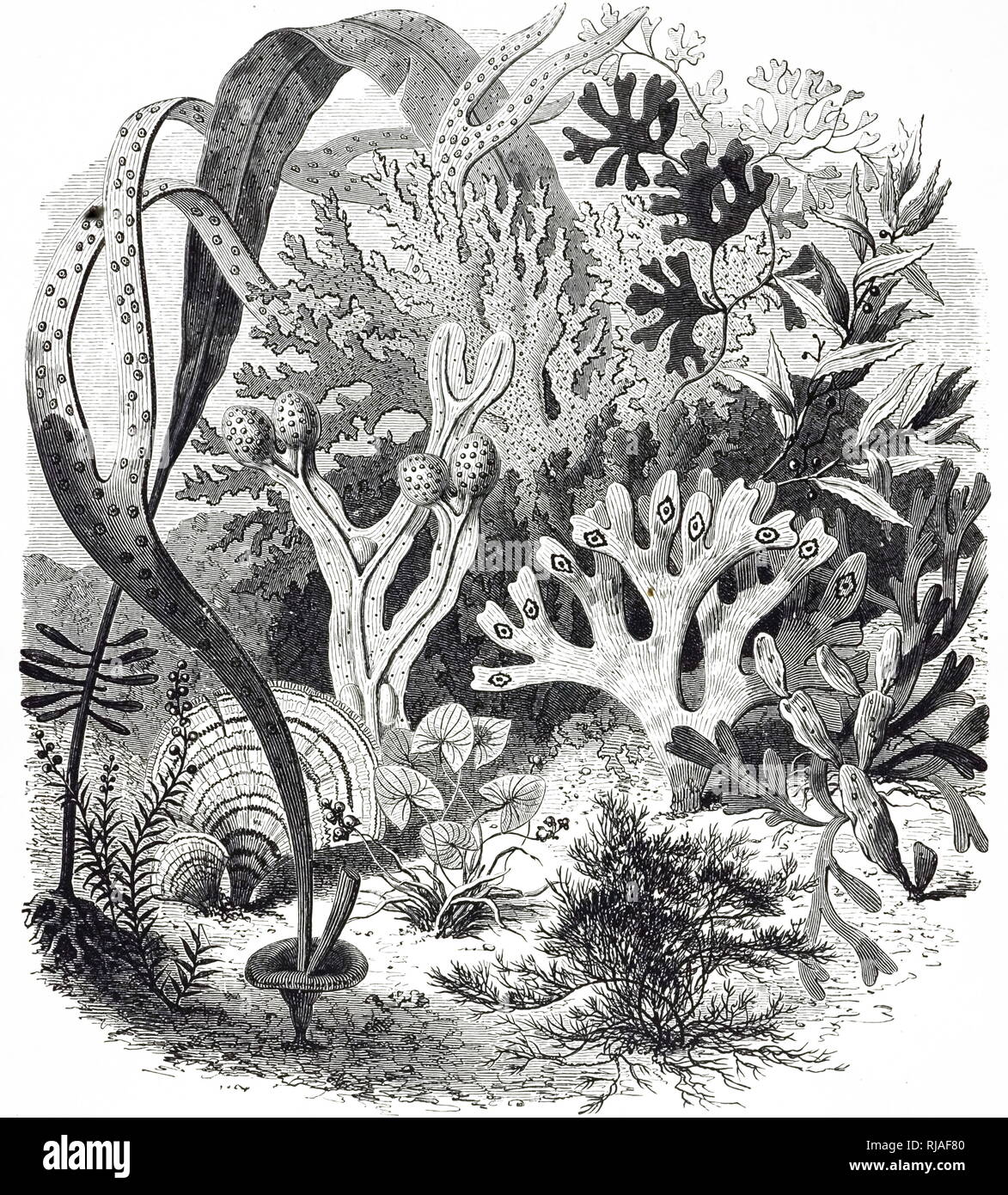 seaweed in saltwater aquarium