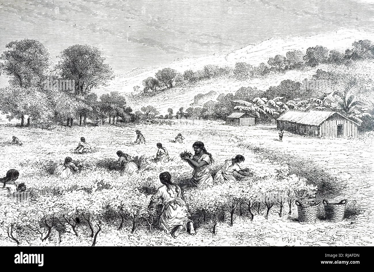 An engraving depicting Bolivian women harvesting coca leaves (Erythroxylaceae). Dated 19th century Stock Photo