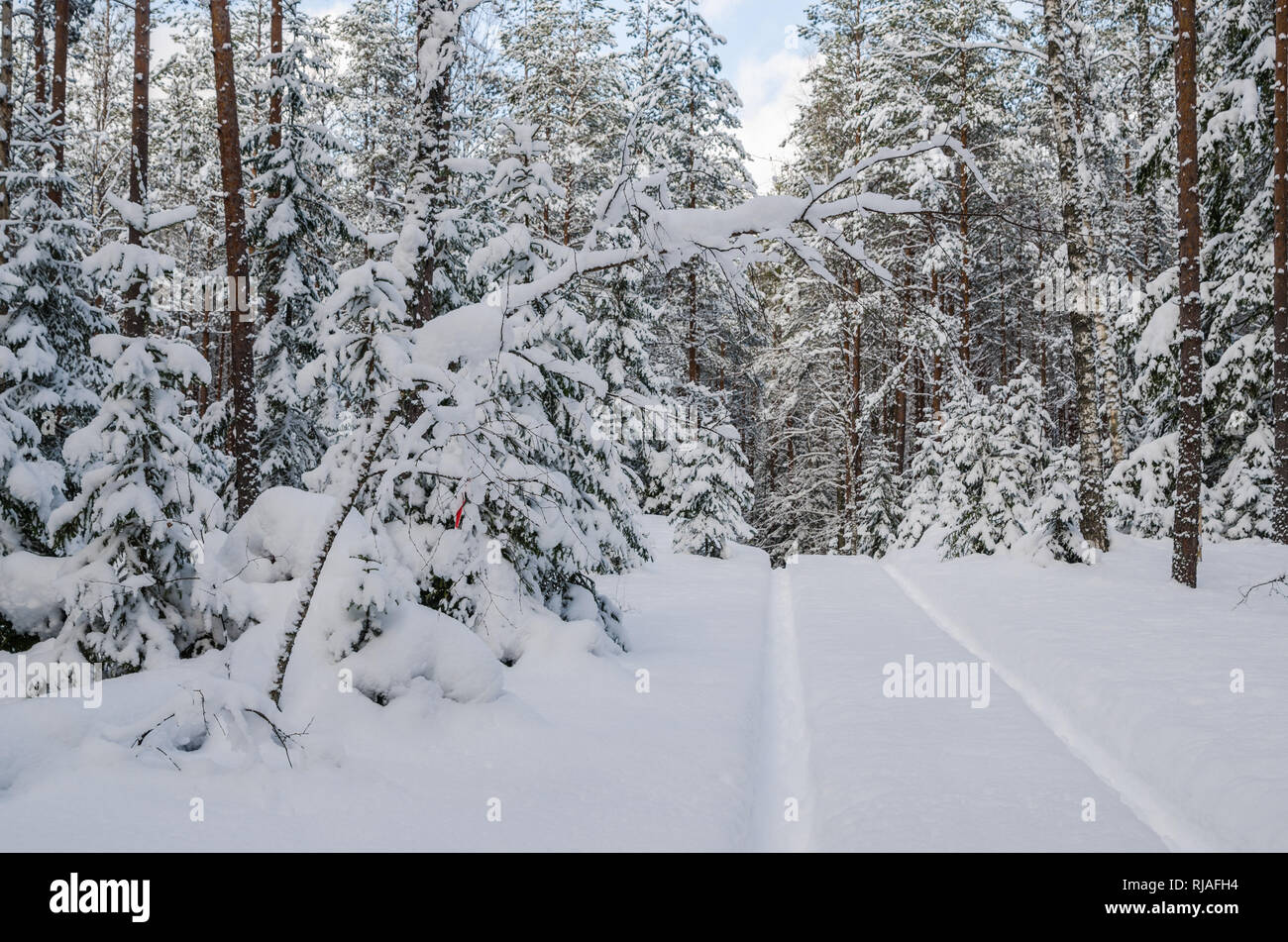The road through the beautiful coniferous snowy forest Stock Photo