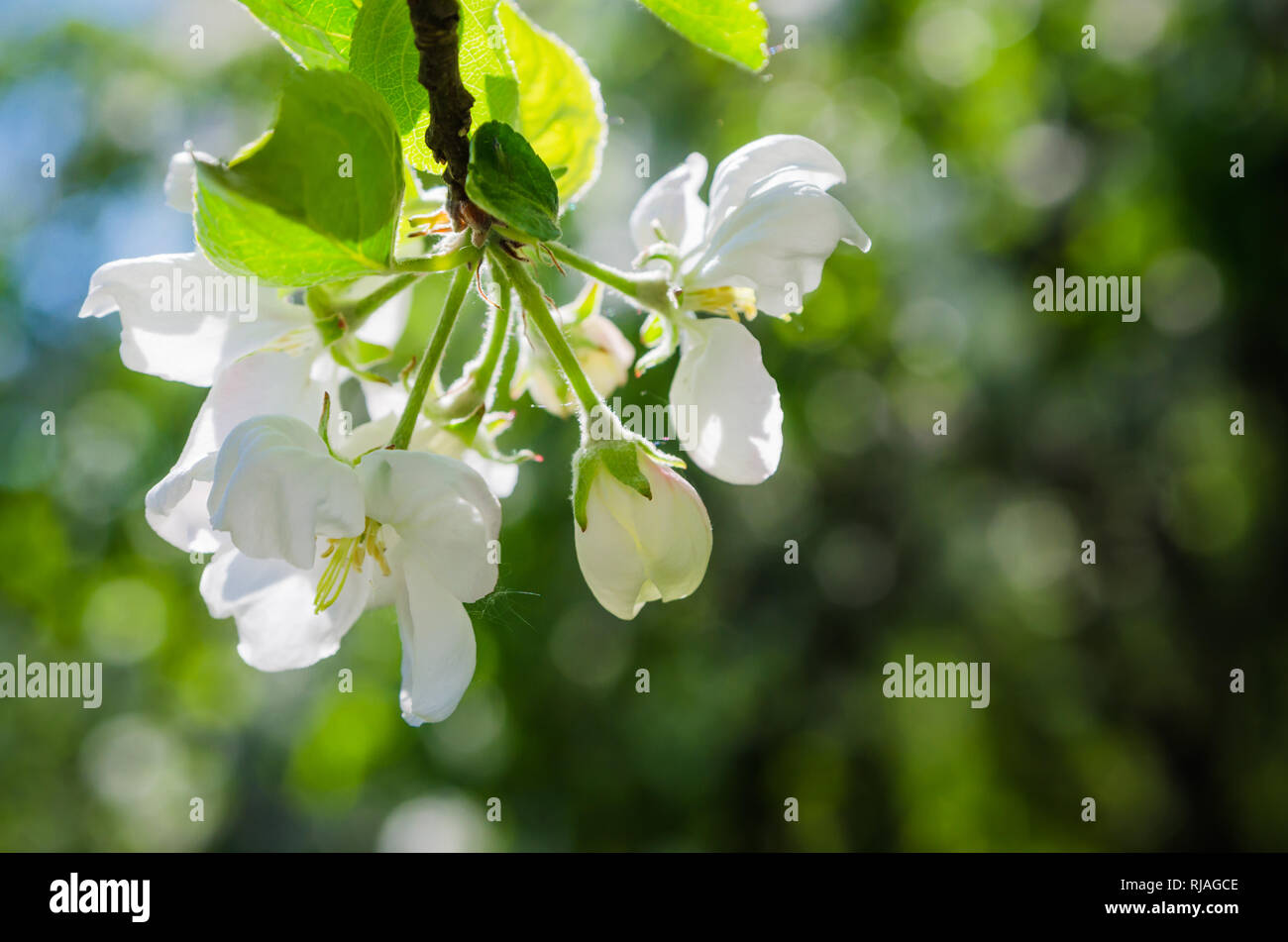 Branch of blossoming apple-tree Stock Photo