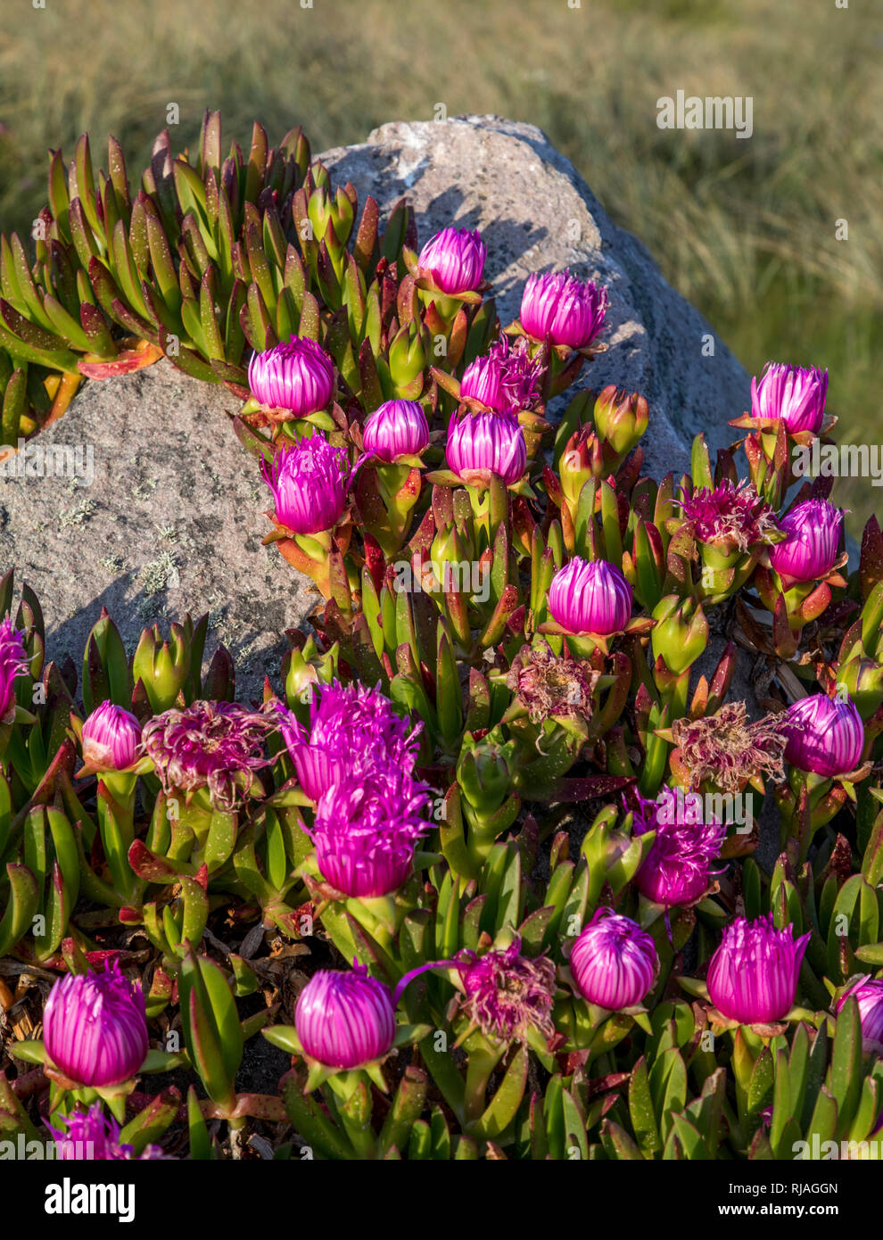 The Alderney fig plant (carpobrotus) with daisy like purple flowers in spring, it has edible fruit and is commonly known as pigface or ice-plant. Stock Photo