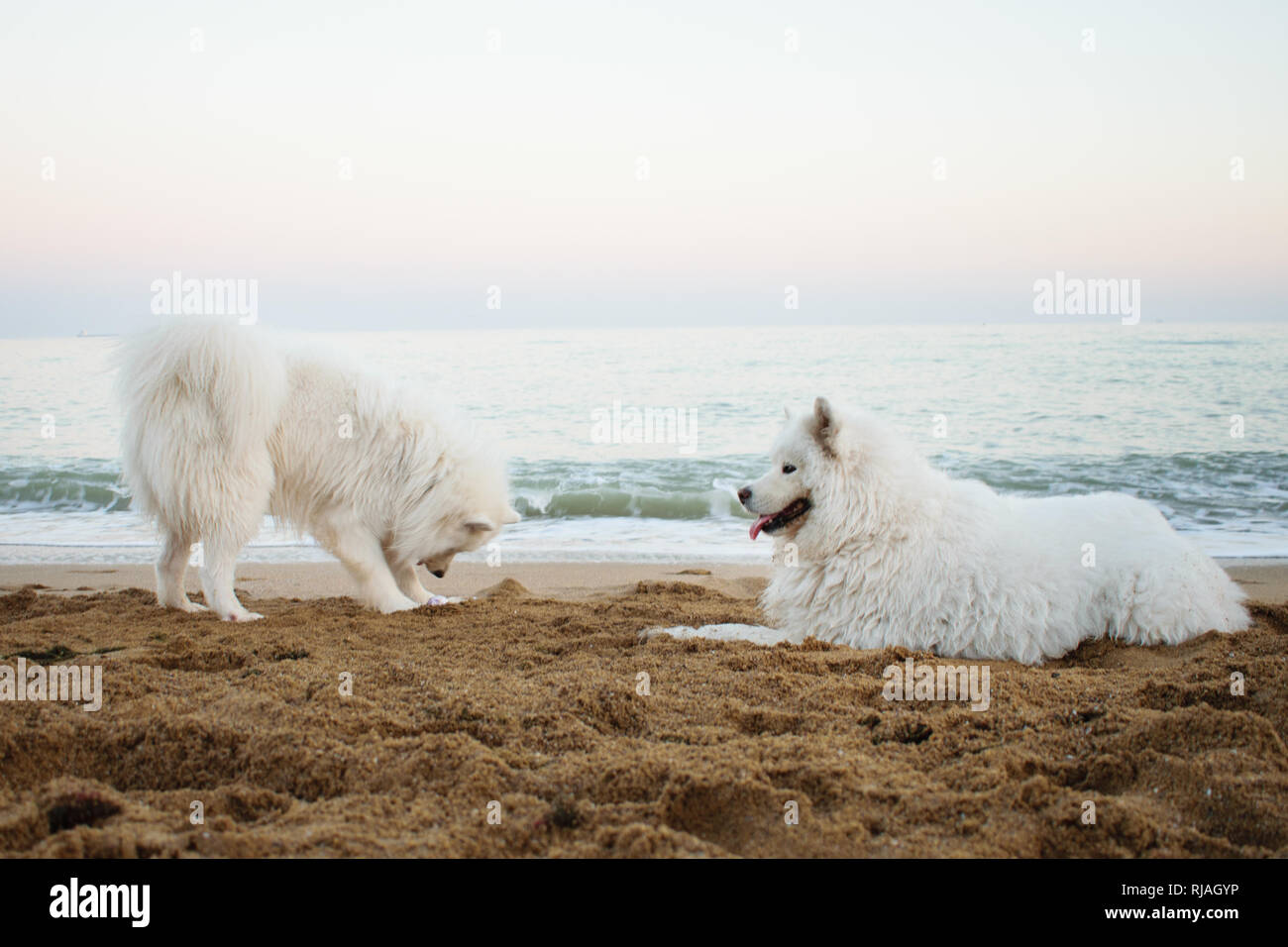 two beautiful Samoyed are playing on the beach at sunset, sunrise. White dogs Stock Photo