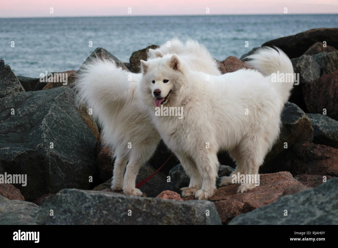 two beautiful Samoyed are playing on the beach at sunset, sunrise. White dogs Stock Photo