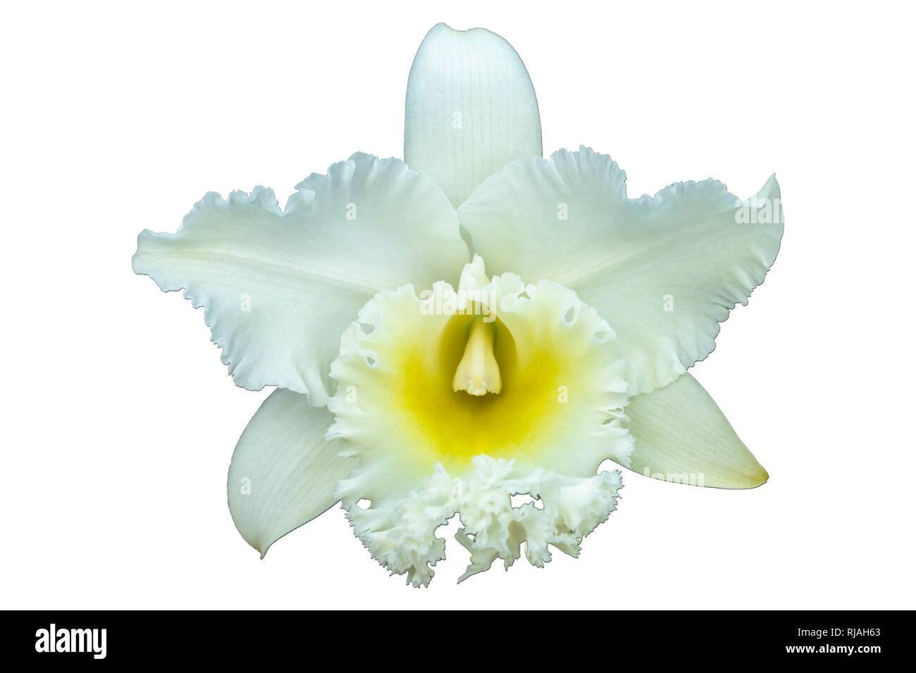 White Cattleya orchid Cattleya are orchid with white petals are layer yellow pollen Cattleya have clipping path on white background. Stock Photo