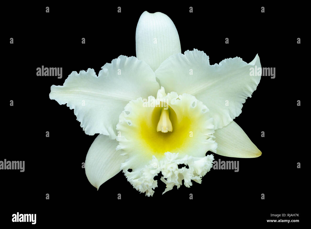 White Cattleya orchid Cattleya are orchid with white petals are layer yellow pollen Cattleya have clipping path on black background. Stock Photo