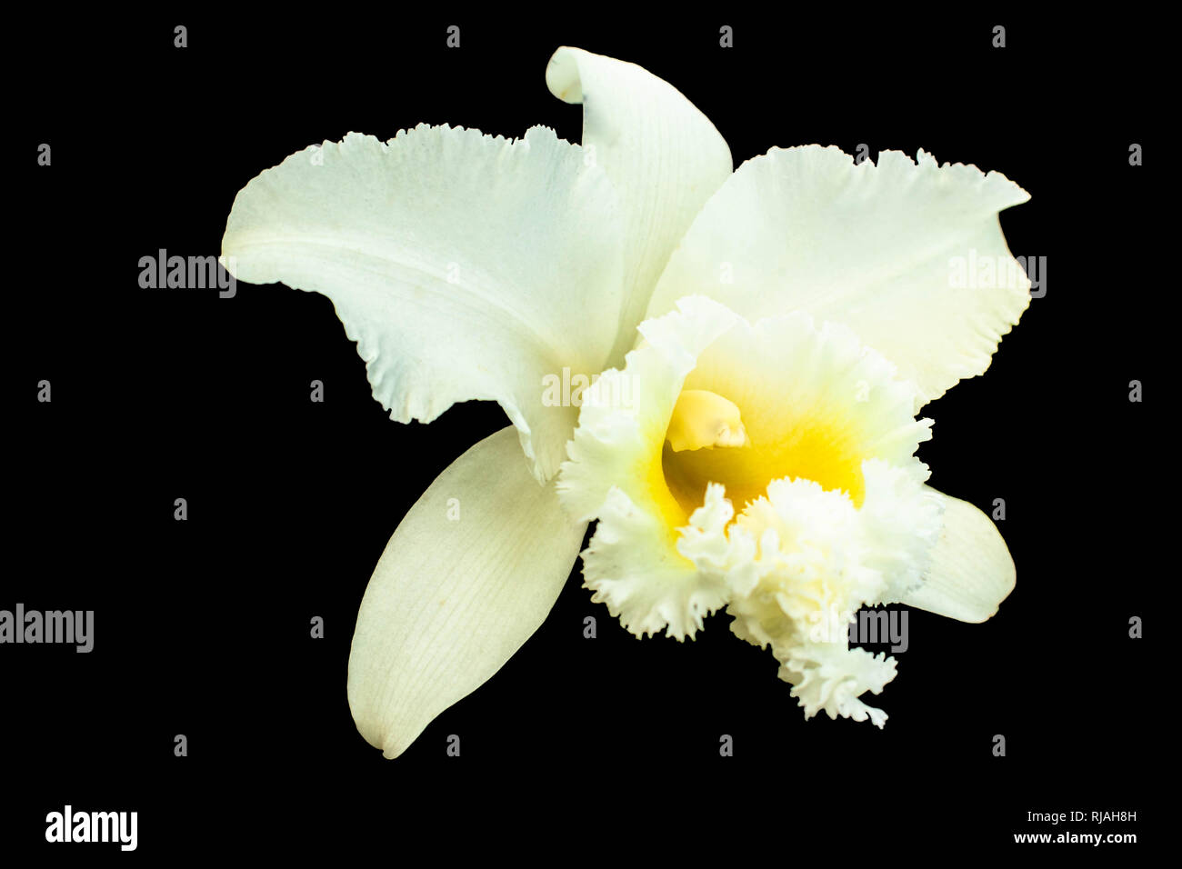White Cattleya orchid Cattleya are orchid with white petals are layer yellow pollen Cattleya have clipping path on black background. Stock Photo